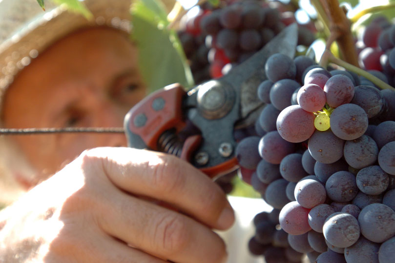 Il vino alle prese con la speculazione delle multinazionali