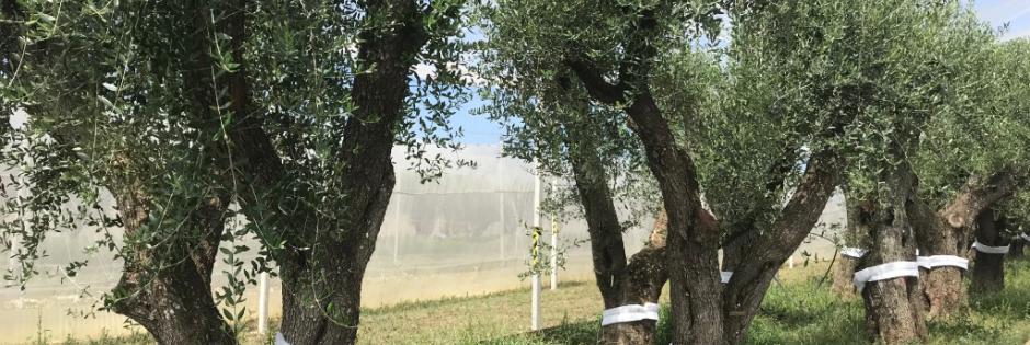 La lezione del Tap ai complottisti della Xylella – Il Foglio 24.07.2018