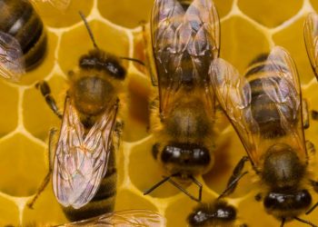 La lezione (dimenticata) delle api – Il Giornale 20.05.2021