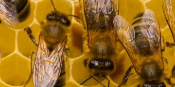 La lezione (dimenticata) delle api – Il Giornale 20.05.2021