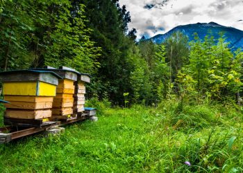 TRENTINO E SLOVENIA UNITI NELLA DIFESA DELLE API E NELLA TUTELA DELL’AMBIENTE – Electomagazine 18.05.2021