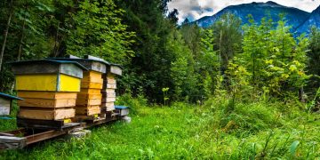 TRENTINO E SLOVENIA UNITI NELLA DIFESA DELLE API E NELLA TUTELA DELL’AMBIENTE – Electomagazine 18.05.2021