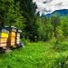 TRENTINO E SLOVENIA UNITI NELLA DIFESA DELLE API E NELLA TUTELA DELL’AMBIENTE – Electomagazine 18.05.2021