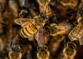 La Giornata delle Api tra cooperazione internazionale e sostenibilità – TF news 19.05.2021