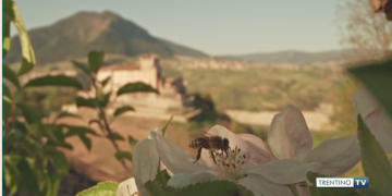 LA GIORNATA DELLE API TRA SLOVENIA E TRENTINO – Trentino TV 19.05.2021