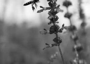 Il regno delle api. Alpi, turismo, natura – Il Tazebao 17.05.2021