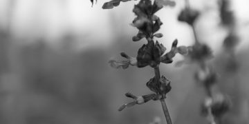 Il regno delle api. Alpi, turismo, natura – Il Tazebao 17.05.2021