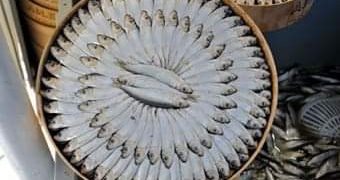 QATAR. OVVERO DEL PESCE IN BARILE – Electomagazine 09.11.2023