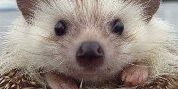 IL DILEMMA DEL PORCOSPINO – Electomagazine 10.11.2023