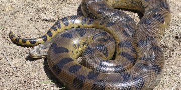 I MUSCOLI DELLA NATO – Electomagazine 07.03.2024