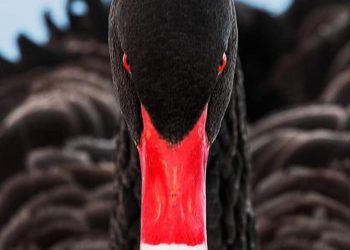 SCENARI IPOTETICI – Electomagazine 15.04.2024