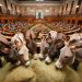 La politica scappa di fronte alle analisi geopolitiche – Electomagazine 21.05.2025