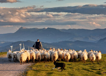 Lo sciopero generale dei pecoroni – Electomagazine 03.10.2025