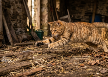 Il gatto Putin – Electomagazine 01.05.2026