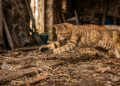Il gatto e il topo – Electomagazine 31.07.2026