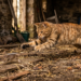 Il gatto e il topo – Electomagazine 31.07.2026